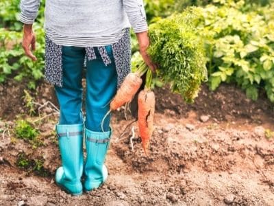 Gardening Wellington Boots