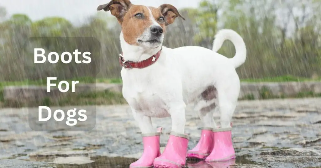 Boots for Dogs Everything You Need To Know